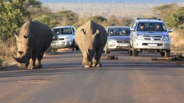 Stop for wildlife - South Africa